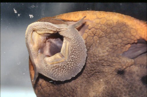 Pseudorinelepis sp. (L095) = showing mouth structure