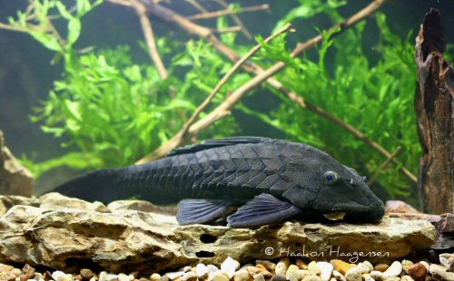 Pseudorinelepis genibarbis