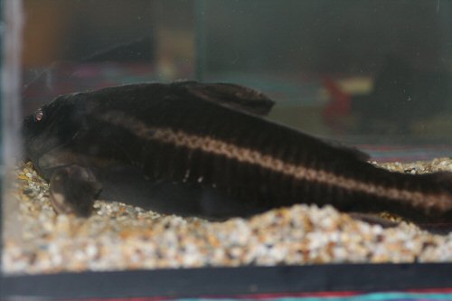 Platydoras hancockii