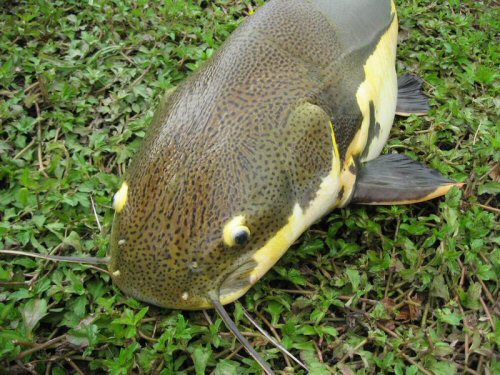 Phractocephalus hemioliopterus = Close-up of head