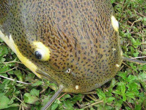 Phractocephalus hemioliopterus = Close-up of head