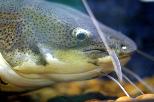 Phractocephalus hemioliopterus = close up of head