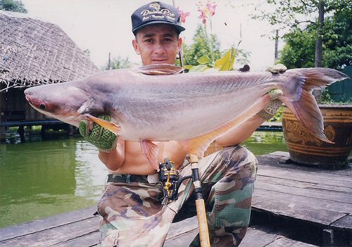 Pangasianodon hypophthalmus = Caught by Image contributor; Jean-Francois Helias 