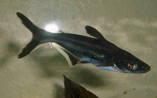 Pangasianodon hypophthalmus