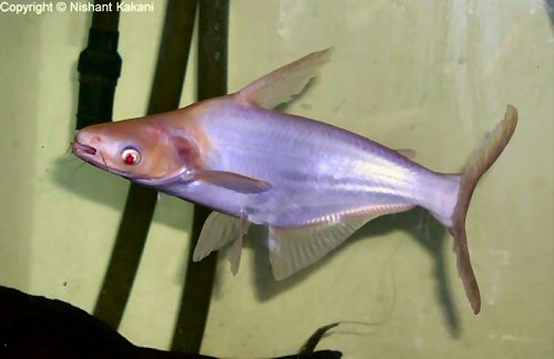 Pangasianodon hypophthalmus = albino