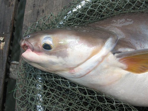 Pangasianodon hypophthalmus  = close  up of head