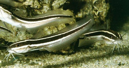 Plotosus lineatus 