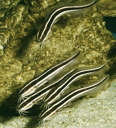 Plotosus lineatus 