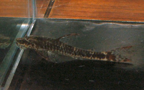 Parotocinclus maculicauda 