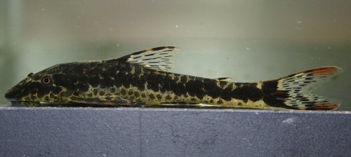 Parotocinclus maculicauda