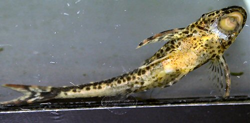 Parotocinclus maculicauda = underside of body