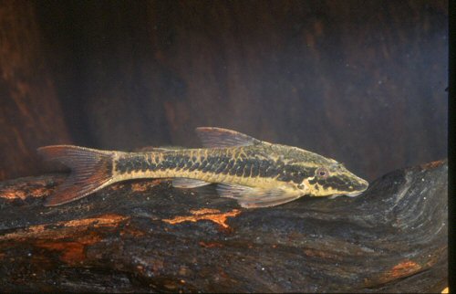 Parotocinclus maculicauda