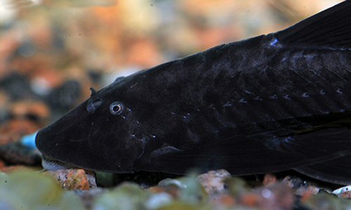 Pterosturisoma microps  = head view