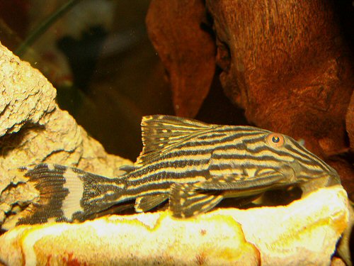 Panaque nigrolineatus 