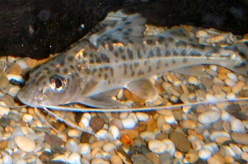 Pimelodus pictus