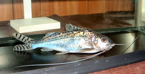 Pimelodus pictus 