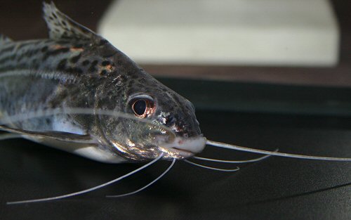 Pimelodus pictus = close up of head