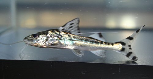 Pimelodus pictus