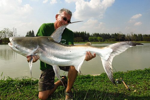 Pangasius sanitwongsei 