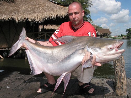 Pangasius sanitwongsei  = 25.50kg current IGFA World Record