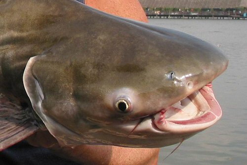 Pangasius sanitwongsei  = close up of head