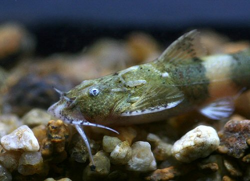 Pseudolaguvia shawi = head view 