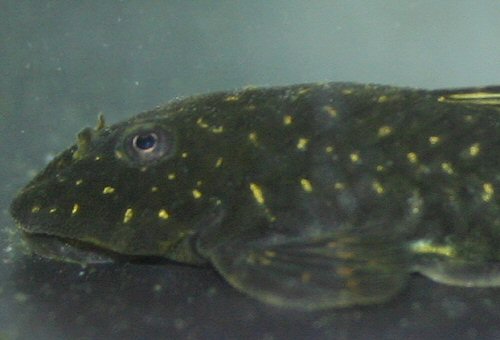 Parotocinclus spilosoma = head view