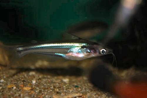 Pachypterus acutirostris