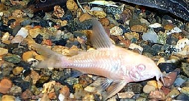 Hoplisoma paleatum =albino