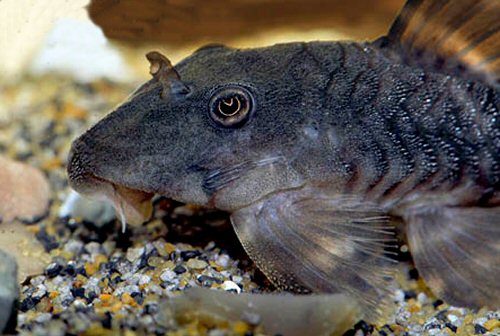 Panaqolus gnomus = head view