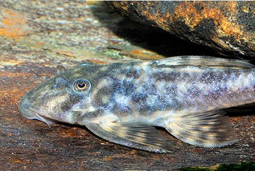 Panaqolus nocturnus = head view