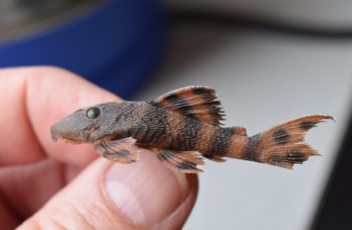 Panaqolus sp. (L206) = Peruvian Amazon - Loreto Department