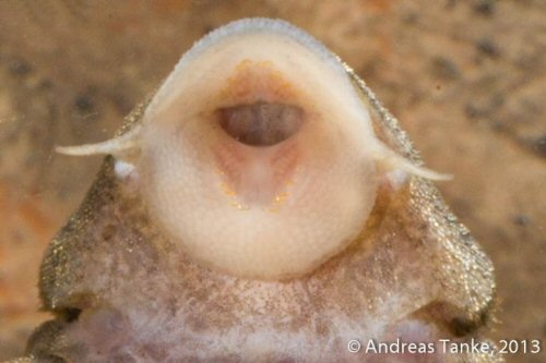 Panaqolus sp. (L206) = mouth view