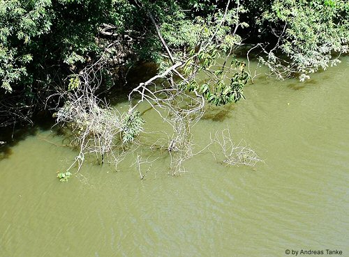 Panaqolus claustellifer = location habitat