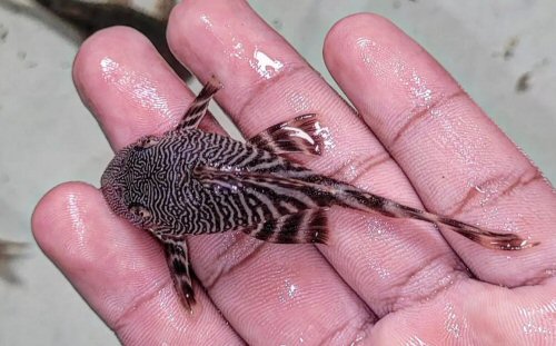 Panaqolus sp. (L341) = dorsal view