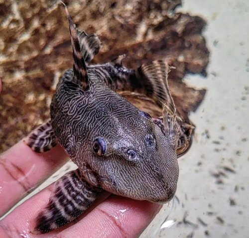 Panaqolus sp. (L341) = head view