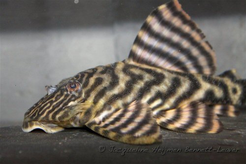 Panaqolus sp. (L374) = head view