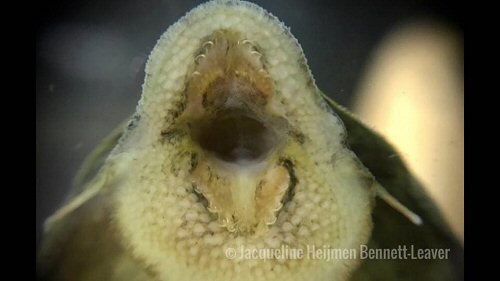 Panaqolus sp. (L397) = mouth view