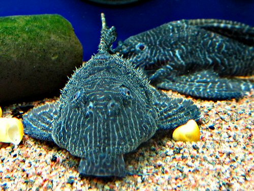 Panaqolus sp. (L453) = head view