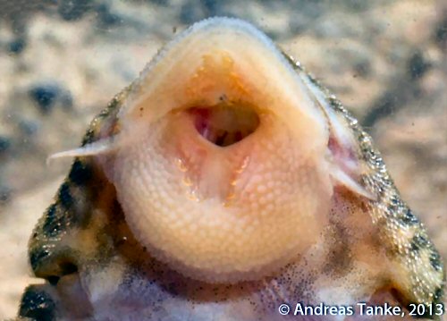 Panaqolus sp. (L458) = mouth view