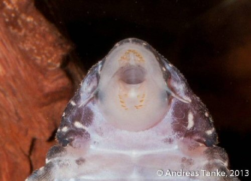 Panaqolus sp. (L466) = mouth view