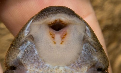 Panaqolus sp. (L469) = Mouth view