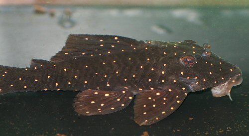 Panaqolus albomaculatus