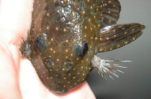 Panaqolus albomaculatus = Male showing its Interopercular Spines