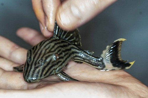 Panaque armbrusteri  = juvenile