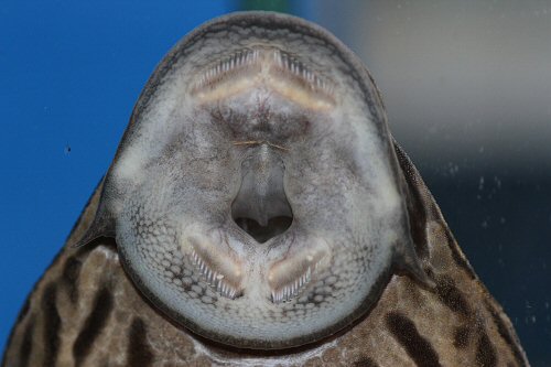 Panaque armbrusteri  = view of mouth