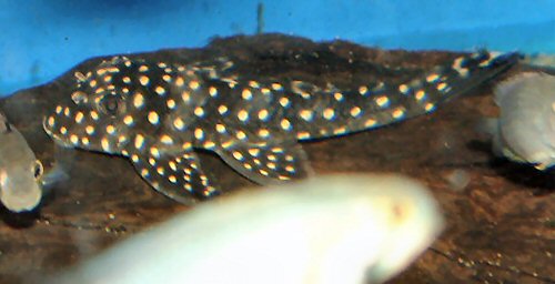 Scobinancistrus cf. pariolispos = juvenile