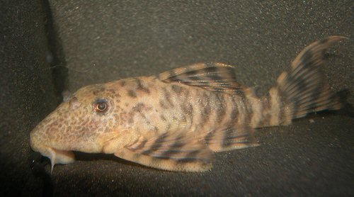 Panaqolus changae  = stress colouration