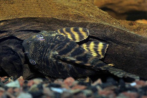 Panaqolus changae = dorsal view