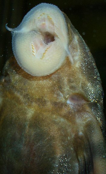 Panaqolus sp. (LDA067) = Showing the spoon shaped teeth 